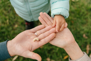The child's hands reach out to the hands of the father and mother, who are holding nuts for...