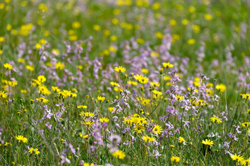 Flowering of Levkoy or matthiola and Senecio in the meadow