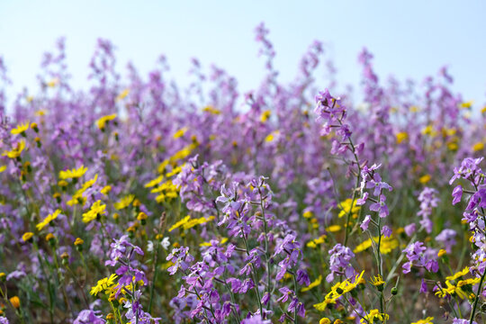Flowering of Levkoy or matthiola and Senecio in the meadow