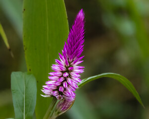 A tiny wildflower blooming on a meadow
