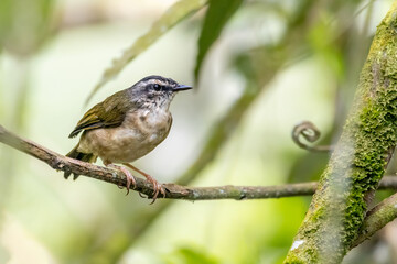 A small bird perched on a tree branch