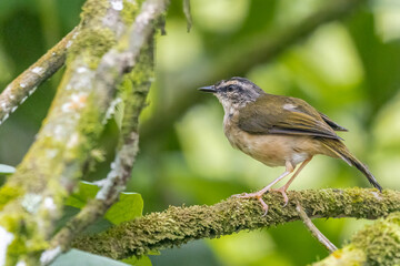 A small bird perched on a tree branch
