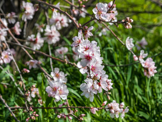 blossoming pink almond twigs in front of green grass