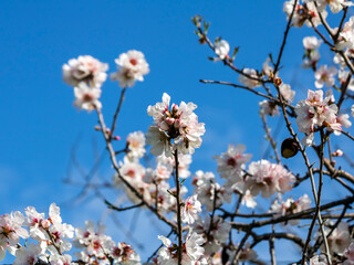 blossoming pink almond twigs in front of blue sky