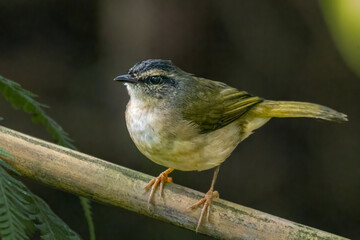 A small bird perched on a tree branch