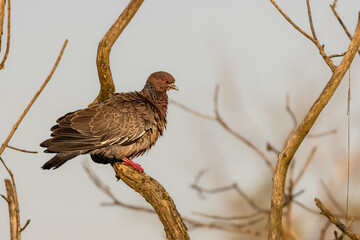 A pigeon warming under the sun perched on a tree branch