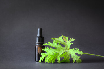 Fototapeta premium Essential oil in a brown bottle on a black background, accompanied by fresh Citronella Geranium leaves (Scent Geranium, Pelargonium). Copy space.