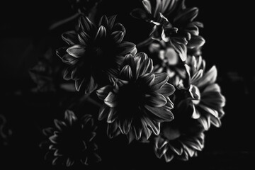 Dark shallow focus close-up of flowers in black and white