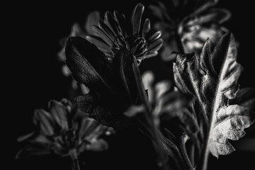 Grayscale close-up shot of some daisies in dim lighting
.Great for wallpaper.
