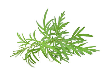 Artemisia vulgaris L, Sweet wormwood, Mugwort or artemisia annua branch green leaves on white background - obrazy, fototapety, plakaty