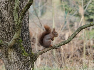 squirrel on a branch in the middle of a forest.