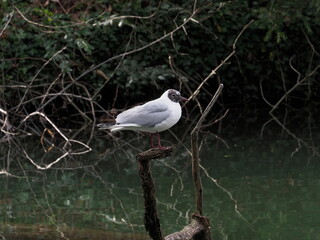 seagull on a branch over a pond.