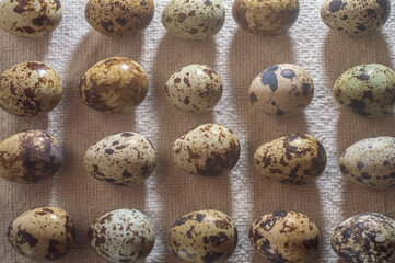 Quail eggs closeup in a sacking background,texture and farm concept