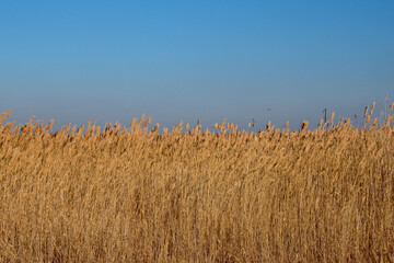 Dry reed against the blue sky in the countryside. Horizontal photo of autumn nature in the reserve