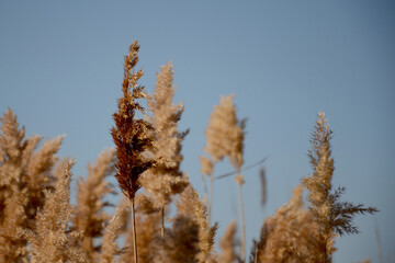 Dry reed against the blue sky in the countryside. Horizontal photo of autumn nature in the reserve