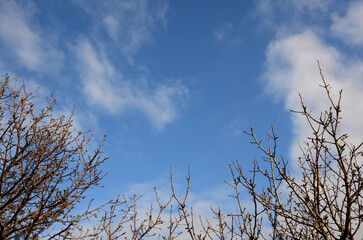 Tree branches without leaves against a blue sky with clouds. Beautiful background with copy space