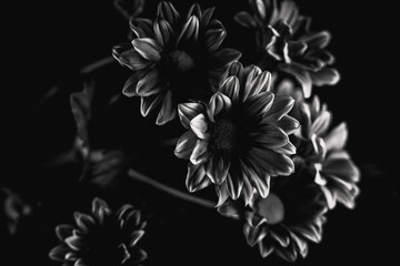 Grayscale close-up shot of some daisies in dim lighting
.Great for wallpaper.