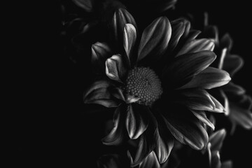 Grayscale close-up shot of some daisies in dim lighting
.Great for wallpaper.