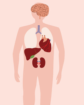 Human organs inside body, flat vector stock illusion, abstract man, concept of anatomy with structure of internal organs