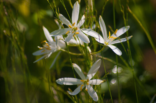 A beautiful shot of anthericum liliago in a botanical garden,France