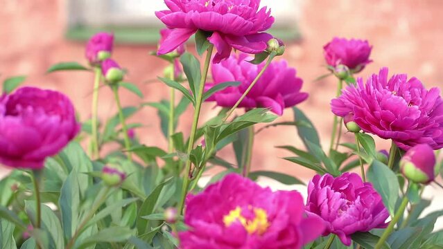 Blurred pink peony. Defocused Big pink flower in summer garden. Summer nature. Peony bloom. Peonies blossoming, peonies blooming. Closeup photo of flower. Wallpaper with pink spring flowers