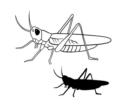 Grasshoper outline vector illustration. Line art and black silhouette insect isolated on white background.
