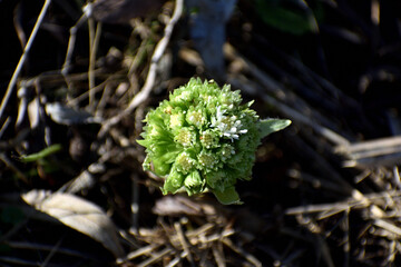 The white butterbur, the first flowers of spring. Butterbur albus in the forest in a humid environment, along watercourses. In France, Europe. Flower top view.
