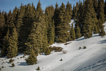 Obraz na płótnie Canvas winter forest in the snow