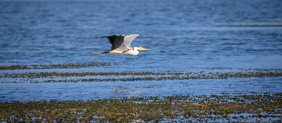 Beautiful Grey heron flying low parallels to the lake in Hambantota,
