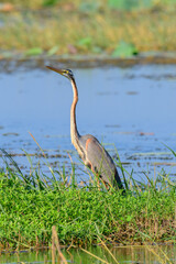 Purple heron standing tall in the grassy marsh area in Yoda lake in Hambantota. Long-necked beautiful wading bird in heron family.