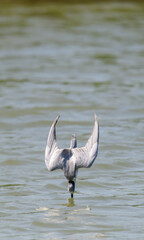 Stern bird hunting in action, Diving fast into the freshwater lake. concept of between worlds.