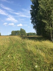 landscape in the spring