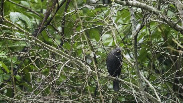 Blackbird Bird Perched Rain Bush Water Slow Motion Weather Nature Animal Wildlife