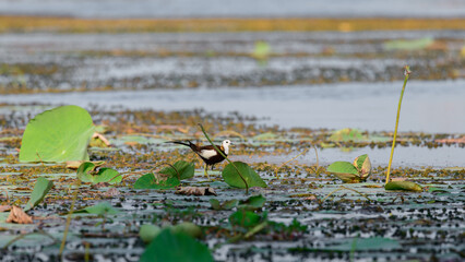 Pheasant-tailed jacana foraging in the evening landscape view at Yoda lake in Sri Lanka. Walking swiftly on top of lotus leaves and catching small fish.