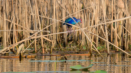 Colorful Grey-headed swamphen in the reeds, hunting in the marsh area near Yoda lake in Hambantota.