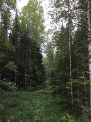 Obraz premium trees in the forest