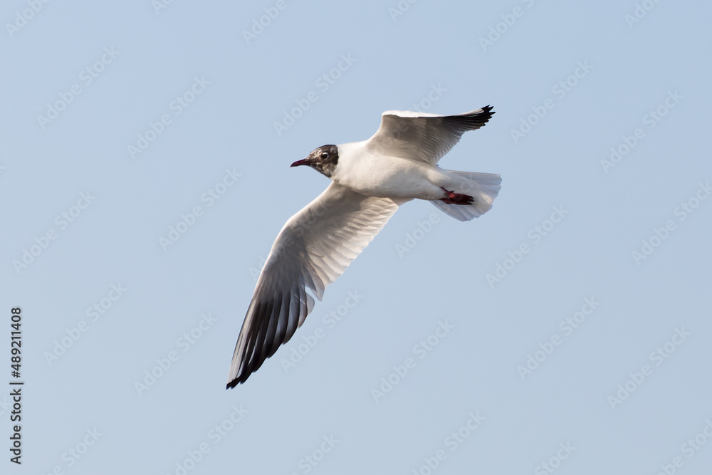 Sticker low angle shot of a black-headed gull flying on a blue sky on a sunny day