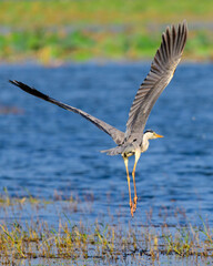 Long-legged grey heron took off from the lake, dripping the water drops from the legs. Bird flight close-up shot.