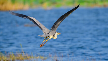 Colorful grey heron bird in flight close-up photograph. Beauty in nature. flying low close to the water surface of Yoda lake in Hambantota.