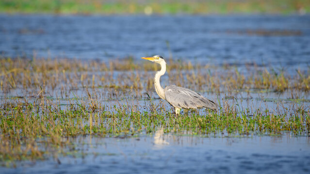 Long-legged grey heron hunts on the shallow waters on the shore of Yoda lake in the evening, side-view bird photograph.