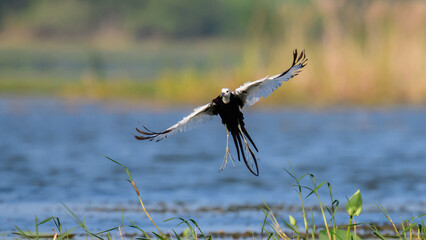 Pheasant-tailed jacana birds dance in the air. Spread its beautiful black and white feathers and jump into the air.