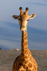 Giraffe's standing on the ground. High quality photo © gidon