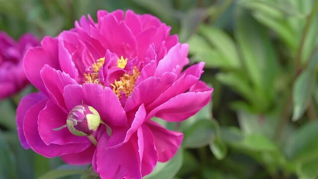 Blurred pink peony. Defocused Big pink flower in summer garden. Summer nature. Peony bloom. Peonies blossoming, peonies blooming. Closeup photo of flower. Wallpaper with pink spring flowers