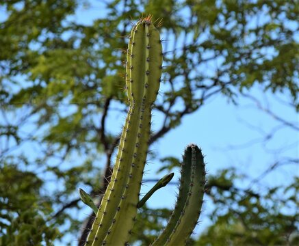 cacto