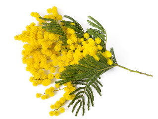 twig of mimosa tree isolated on white background