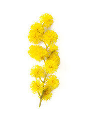 twig of mimosa tree isolated on white background - 489212069