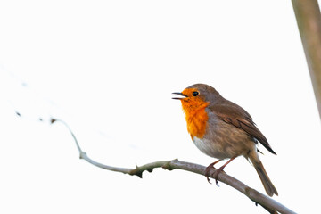 Singing robin, sitting on a branch, light background