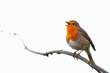 Singing robin, sitting on a branch, light background