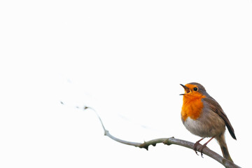 Singing robin, sitting on a branch, light background