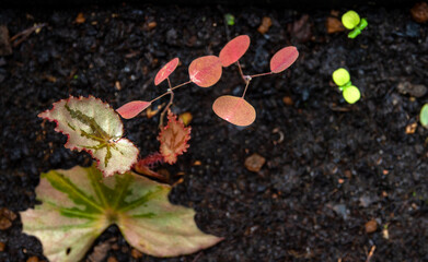The Red Butterfly Wing saplings in nursery tray